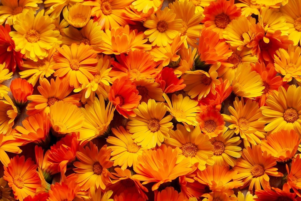 Workshop: Calendula & Johanniskraut